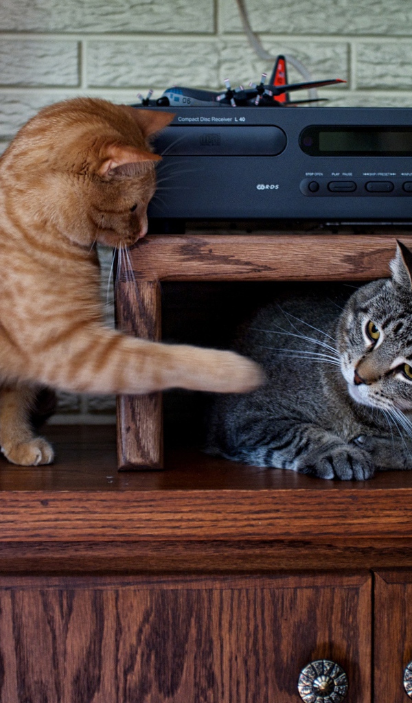 Два кота играют на мебели 