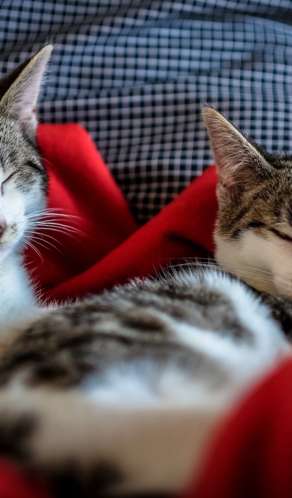 Два кота спят на кровати