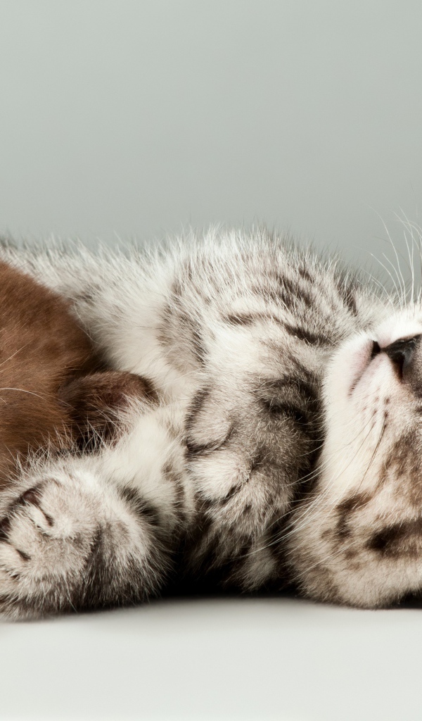 Два милых спящих котенка на сером фоне