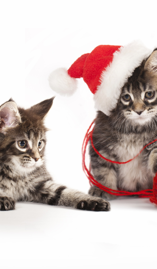 Два котенка породы мейн кун на новый год на белом фоне