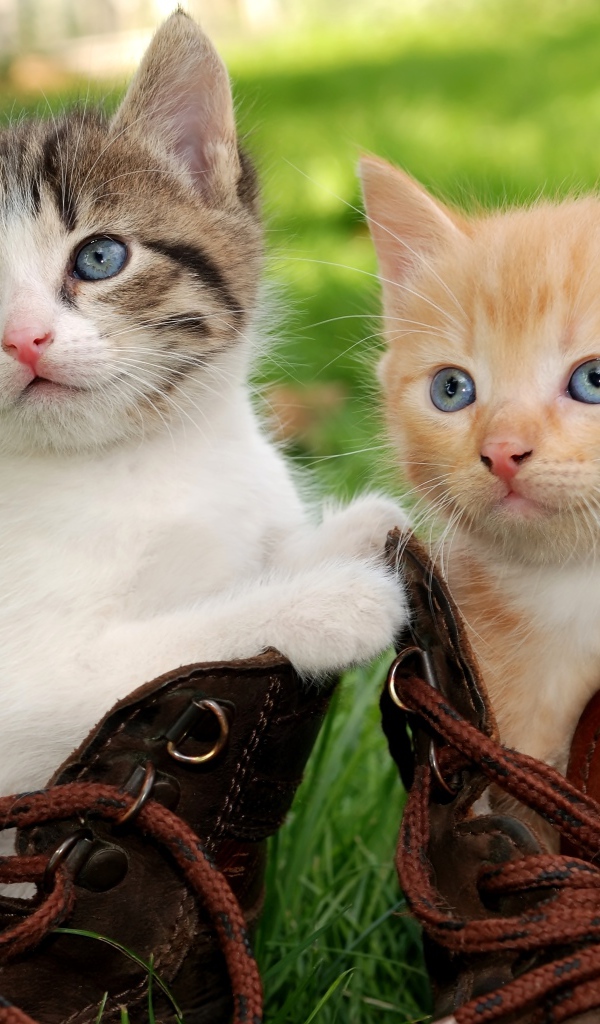 Два маленьких милых котенка сидят в ботинках