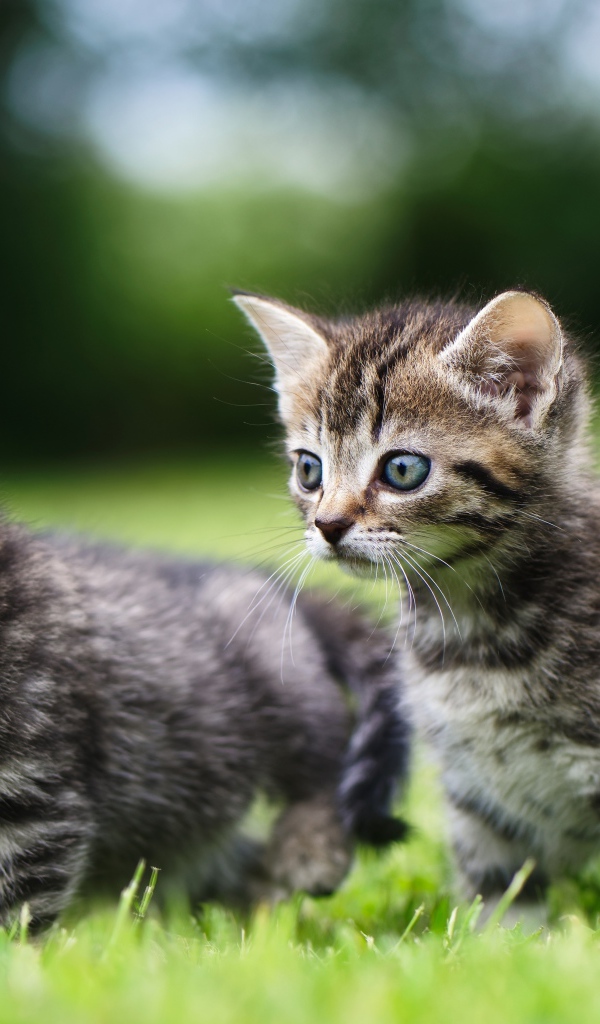 Два маленьких серых котенка в зеленой траве