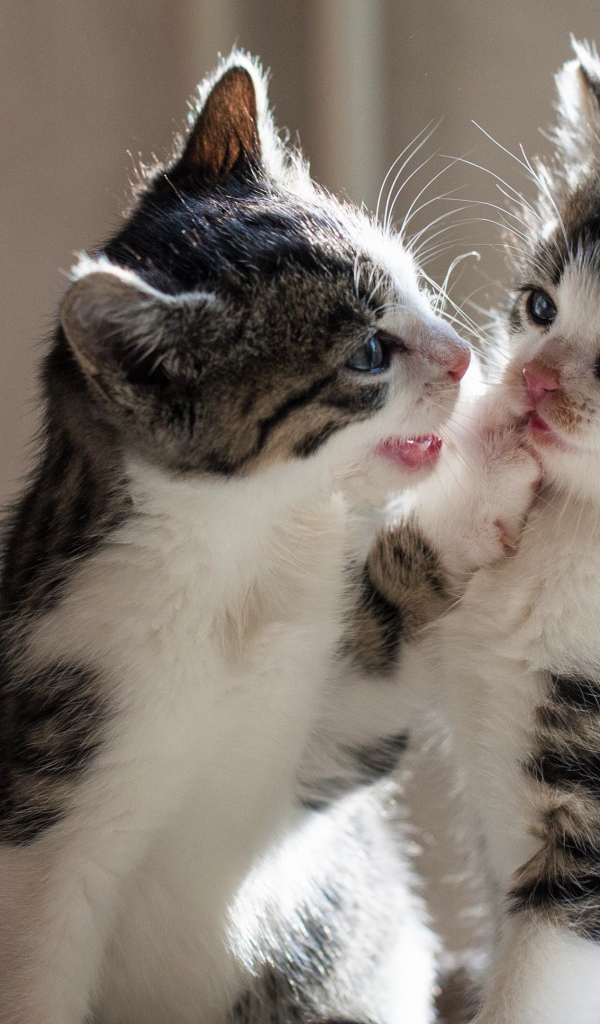Два маленьких котенка играют друг с другом