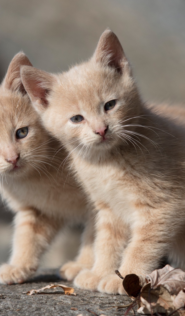 Два маленьких рыжих котенка 