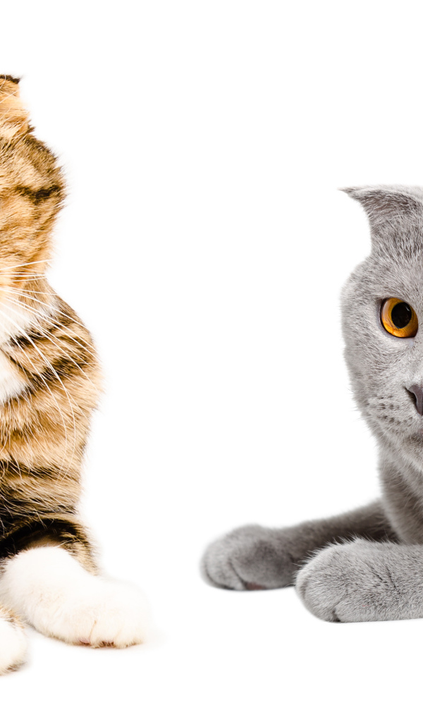Два породистых вислоухих кота на белом фоне