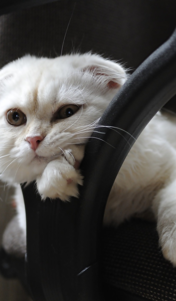 Белая шотландская вислоухая кошка лежит в кресле