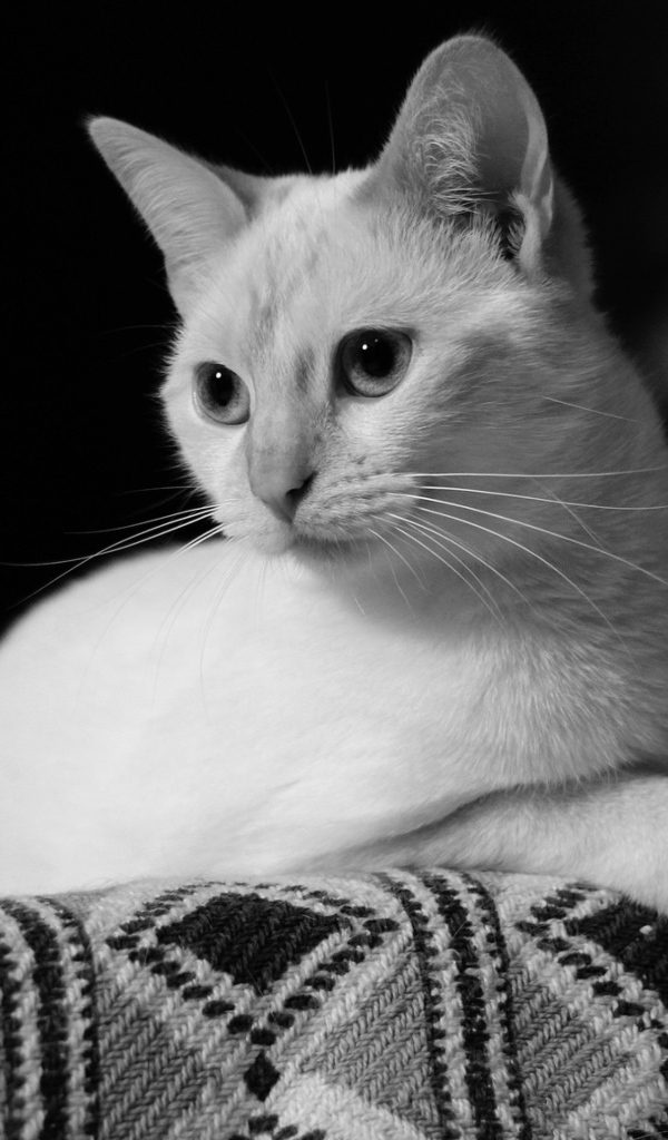Белый кот лежит на диване черно белое фото 