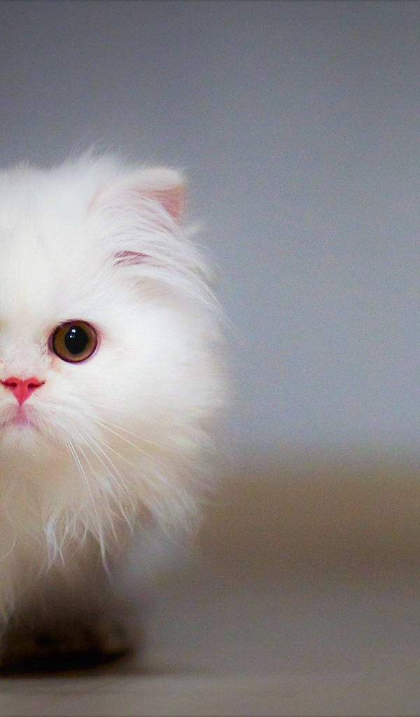Белый пушистый кот выглядывает из-за угла