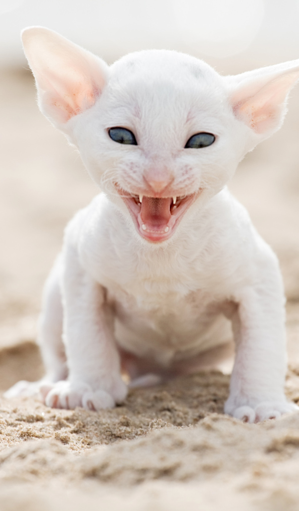 Белый маленький котенок породы Корниш-рекс