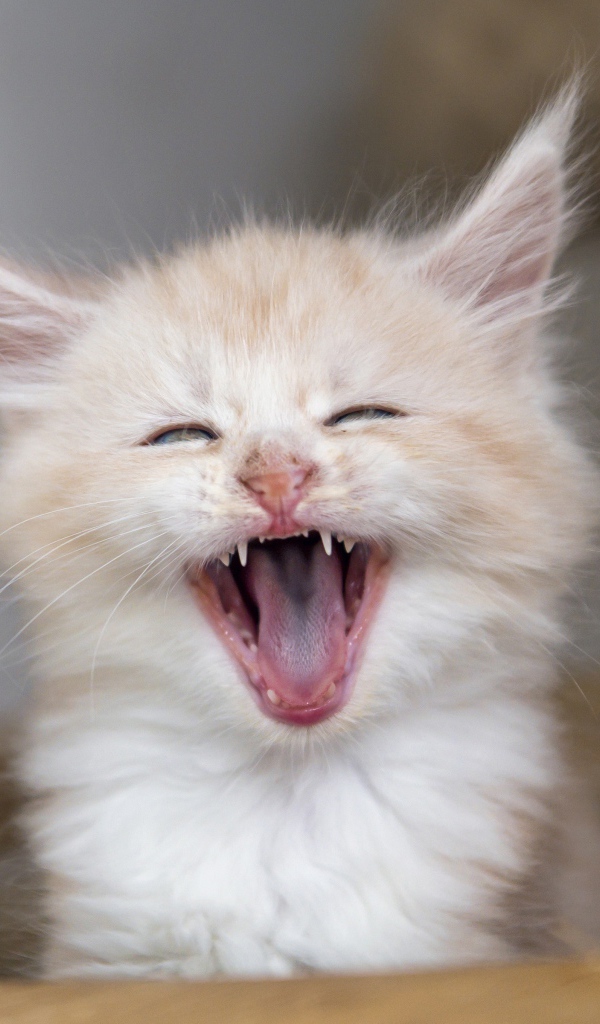 Зевающий рыжий котенок