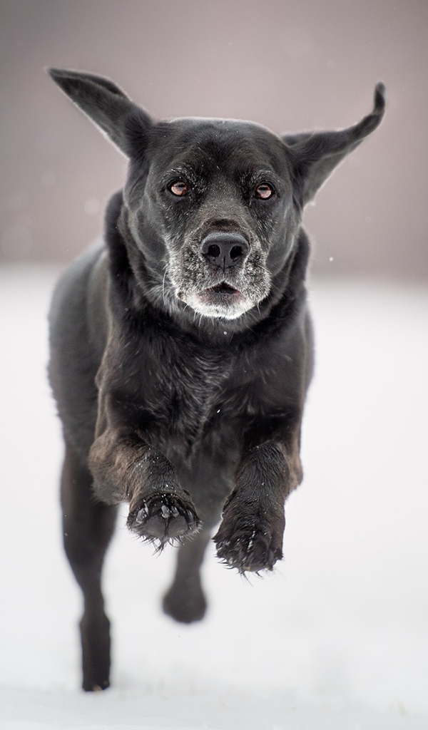 Черная собака бежит по белому снегу