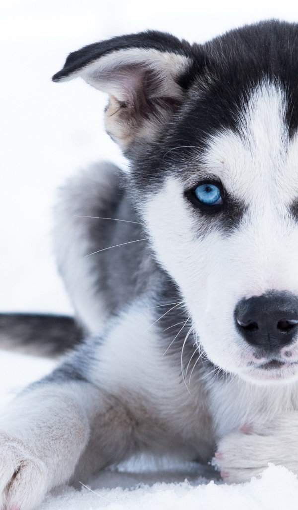 A blue-eyed husky puppy lies on the snow