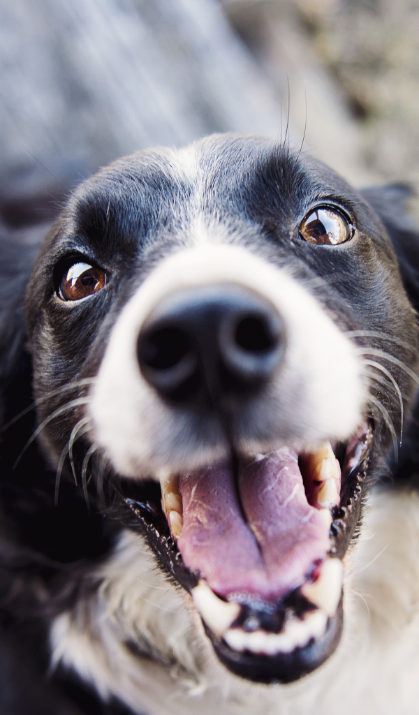 Веселая собака бордер колли с открытой пастью