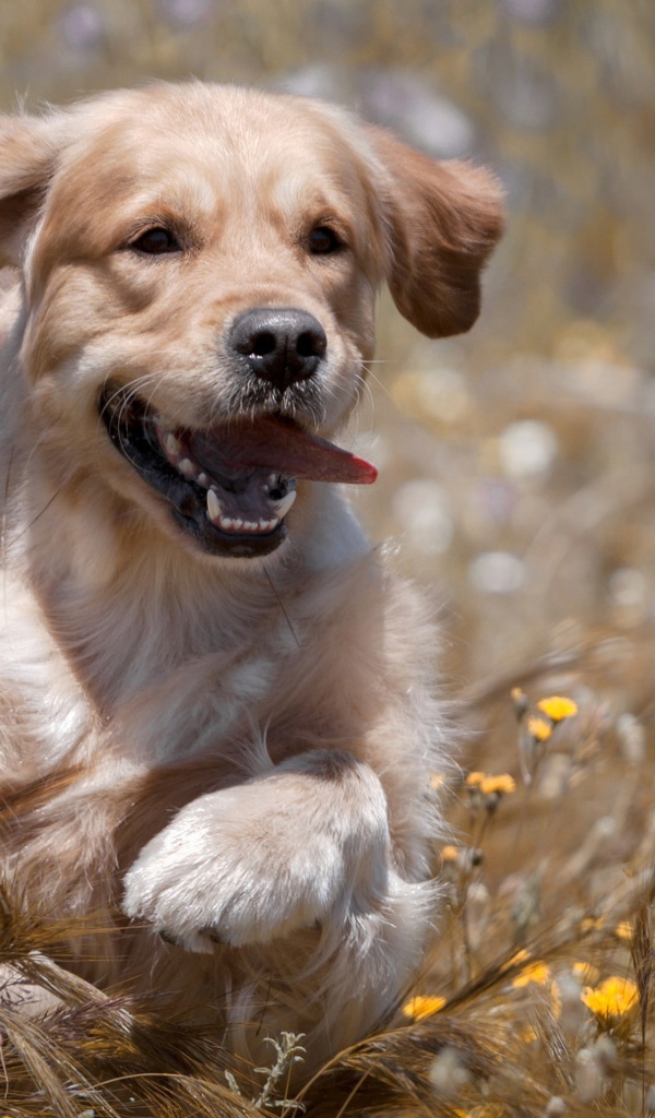 Веселый золотистый ретривер бежит по пшеничному полю
