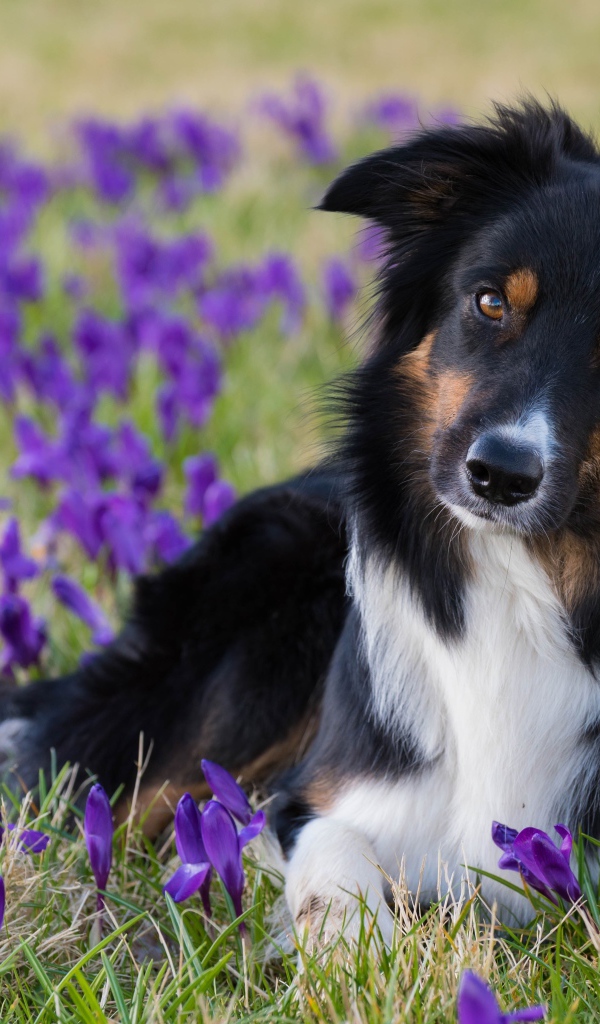Собака породы бордер колли лежит на поле с фиолетовыми крокусами