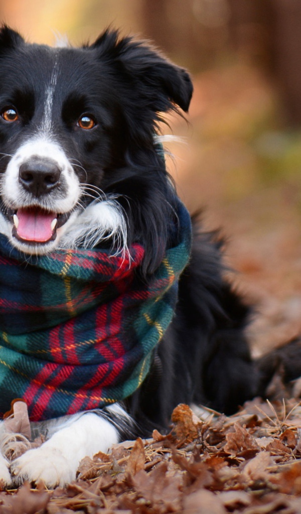 Собака породы бордер колли с шарфом лежит на сухой траве