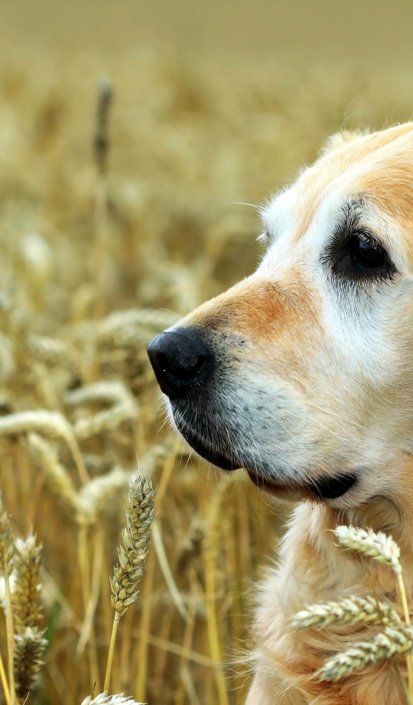 Собака породы золотистый ретривер сидит в поле пшеницы
