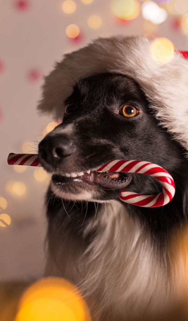 Собака в красном колпаке Санта Клауса с конфетой в зубах на Новый год 