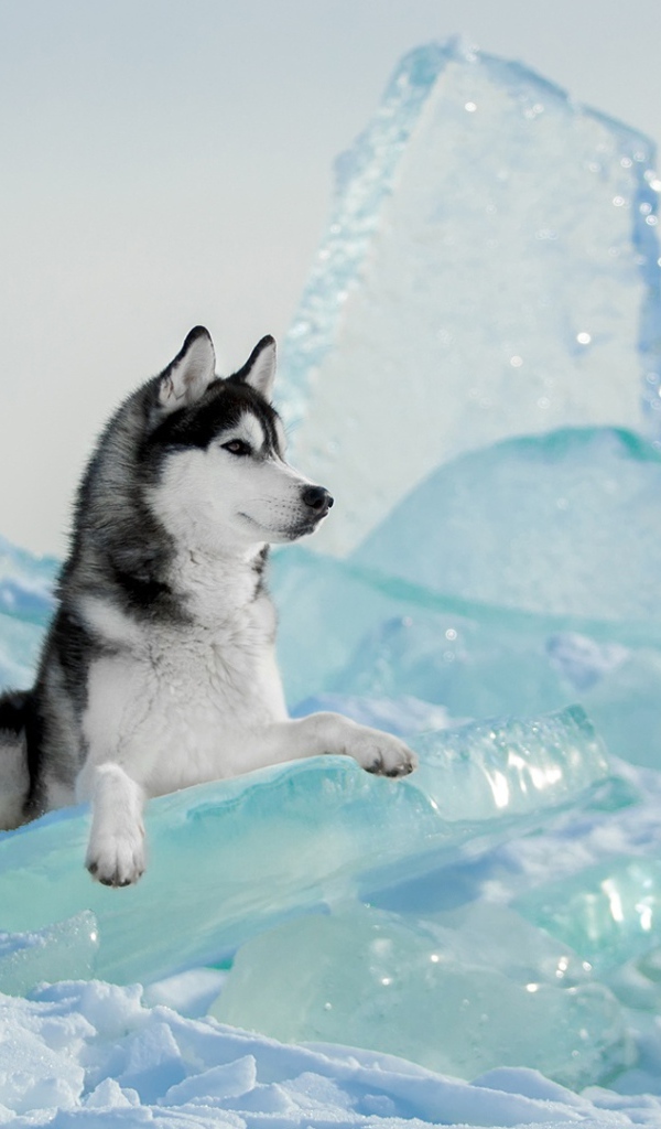 Собака  породы хаски лежит на голубой льдине