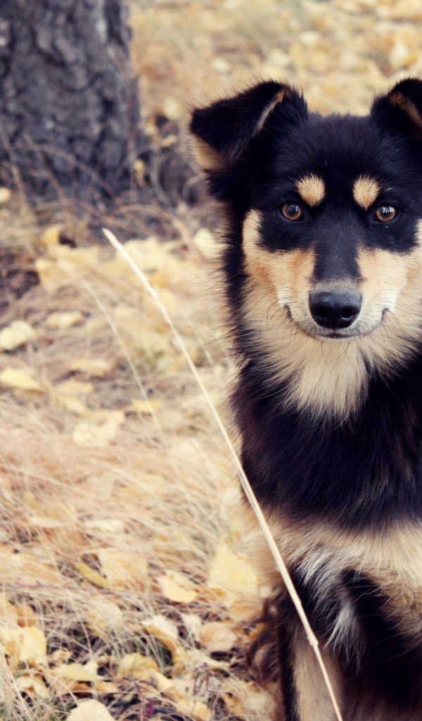 Собака сидит на сухой траве осенью