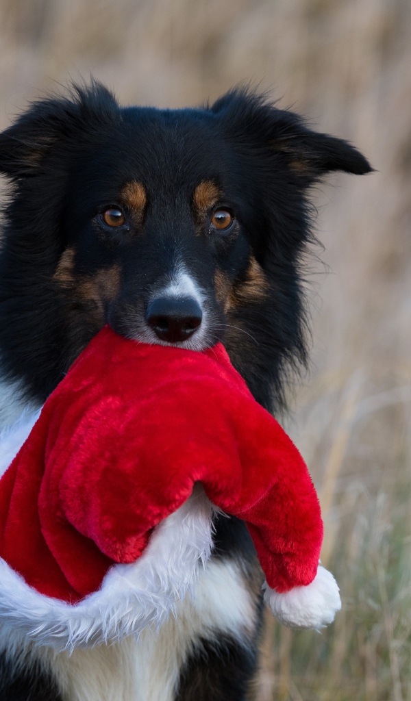 Собака с шапкой Санта Клауса в зубах 