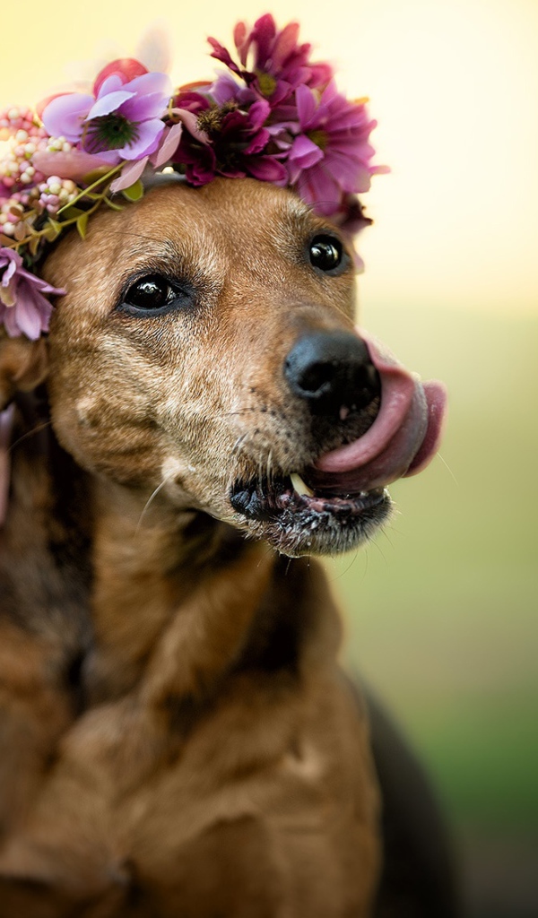 Собака с высунутым языком с венком на голове 