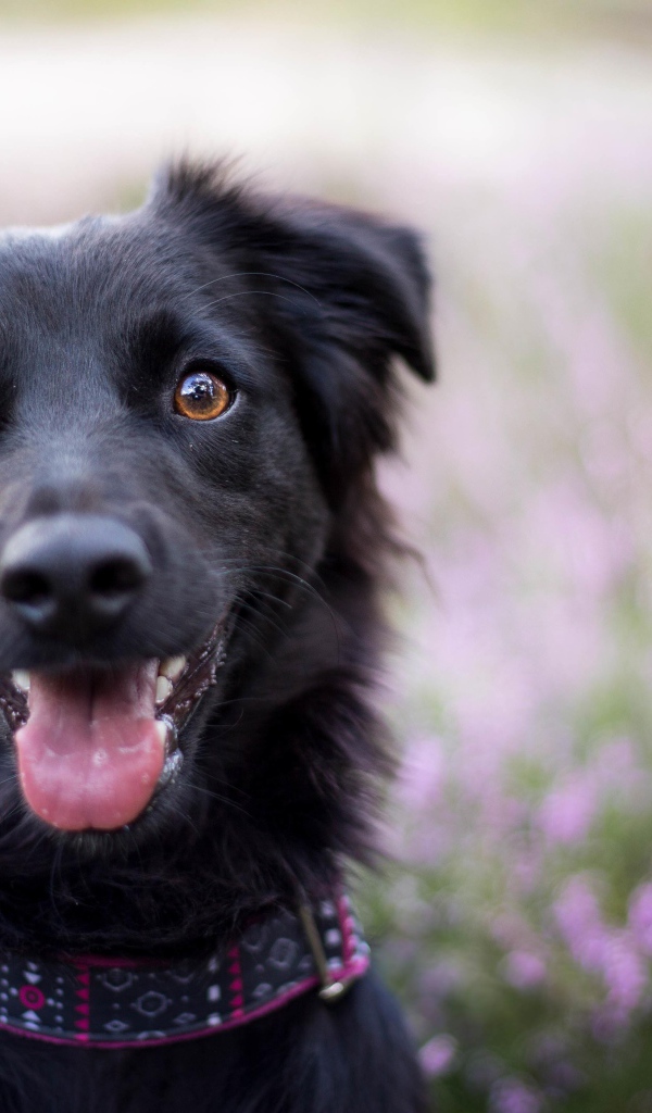 Забавная черная собака с высунутым языком