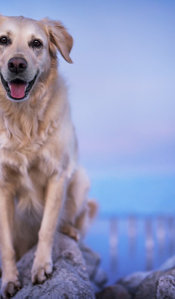 Золотистый ретривер с высунутым языком стоит на камне