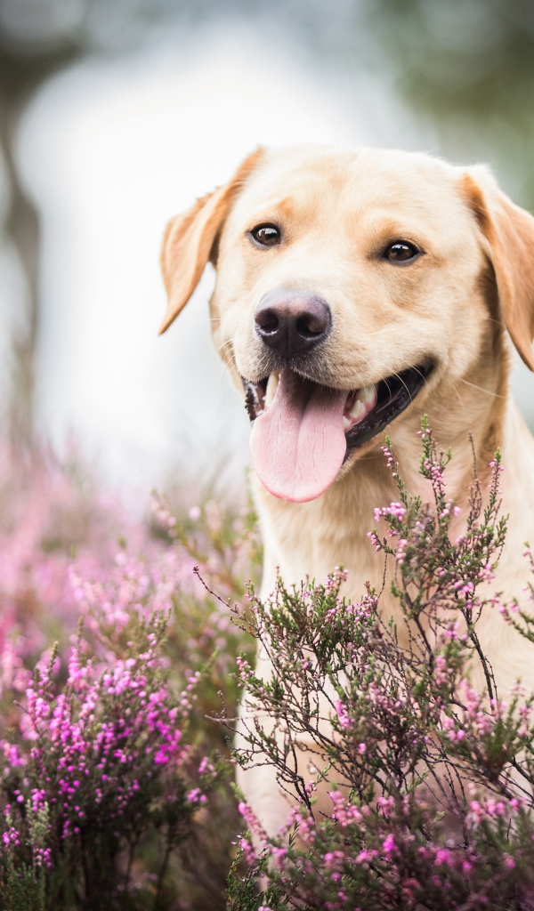 Золотистый ретривер с высунутым языком сидит в розовых цветах 