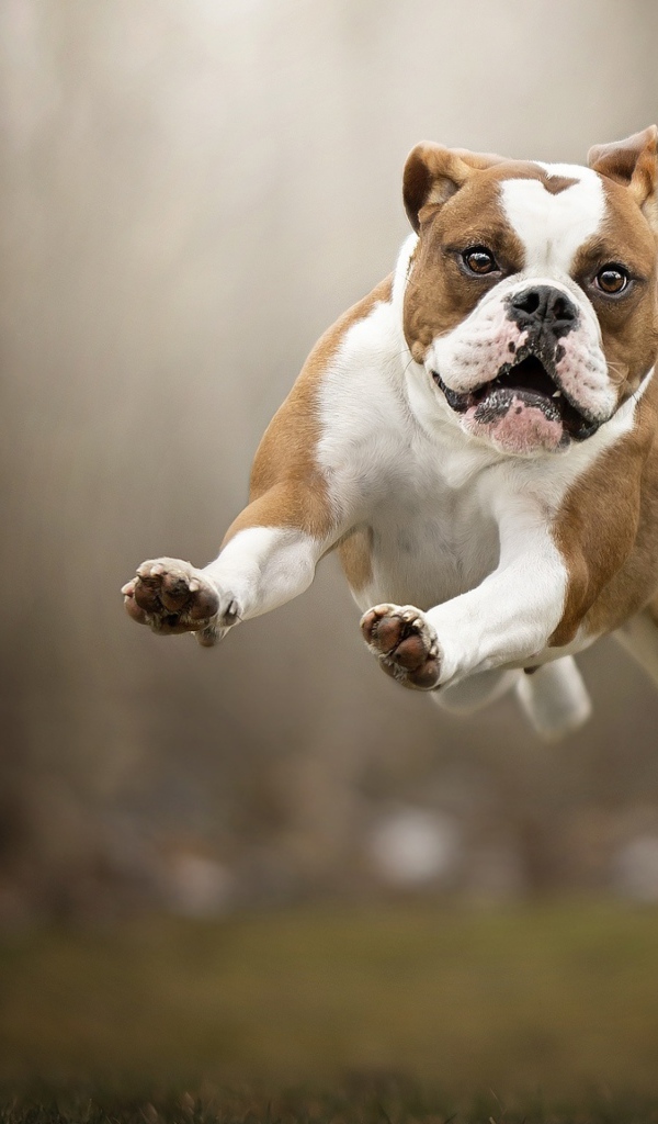 Довольный породистый пес бежит по траве