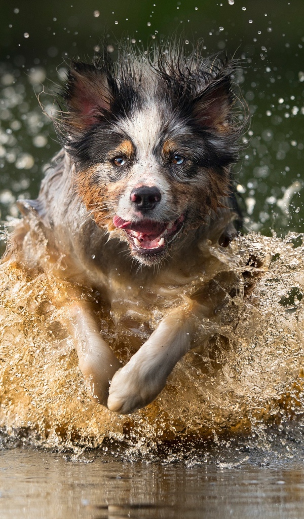 Радостная собака бежит по воде