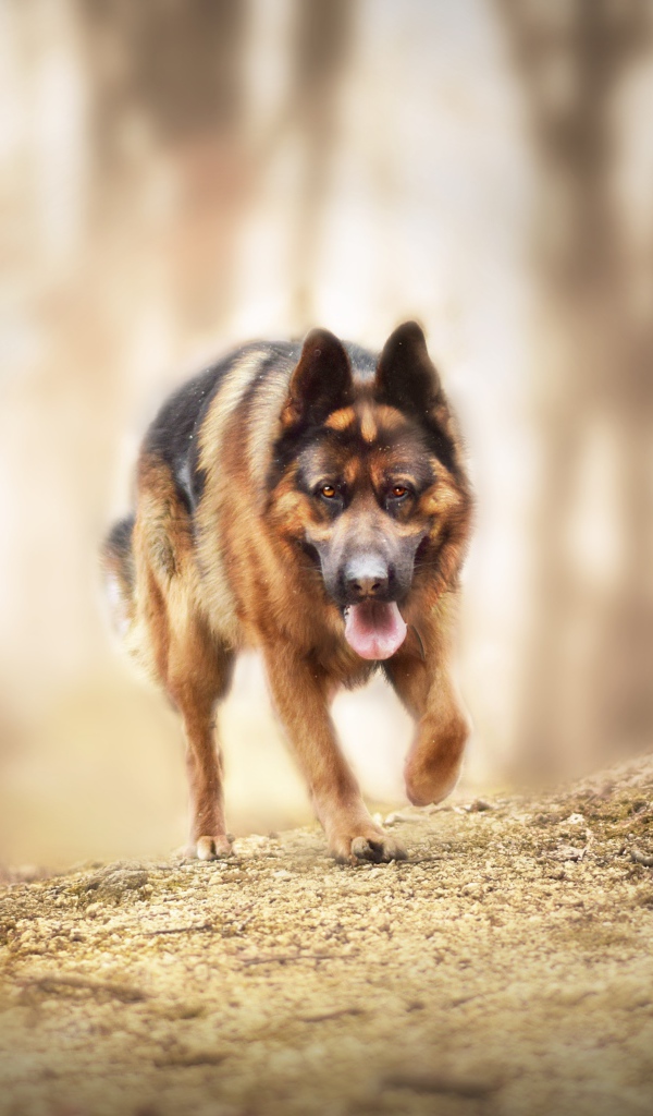 Большая немецкая овчарка бежит по лесной дороге 