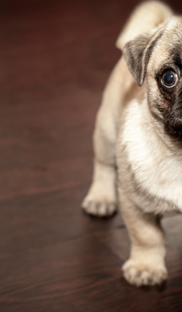 Маленький забавный щенок мопса