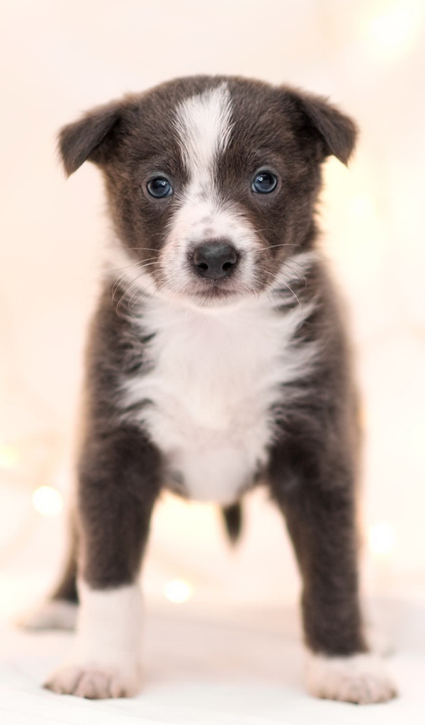 Маленький забавный щенок