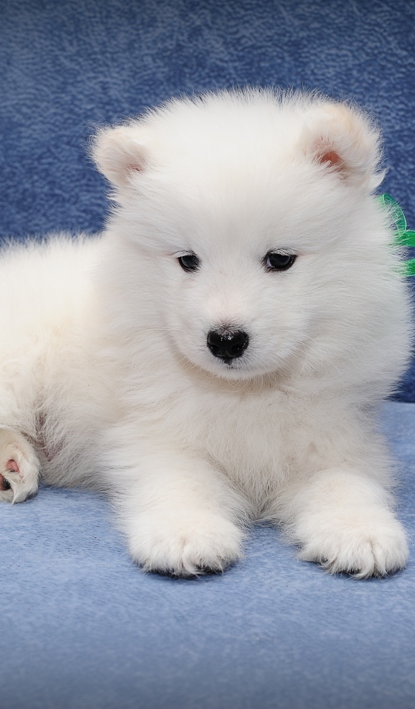 Маленький забавный щенок самоедской собаки