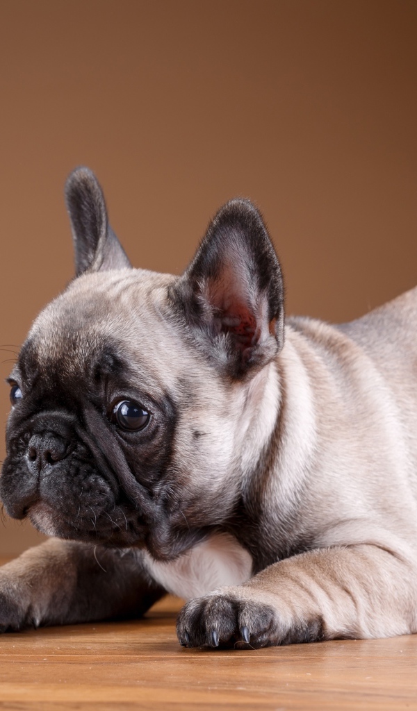 Маленький забавный щенок французского бульдога