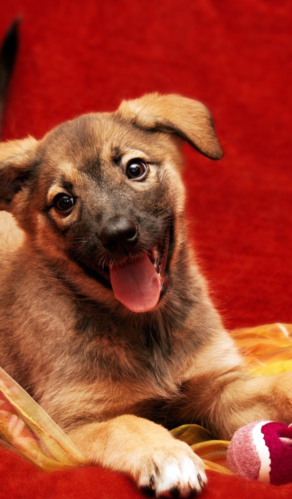 Маленький забавный щенок с высунутым языком