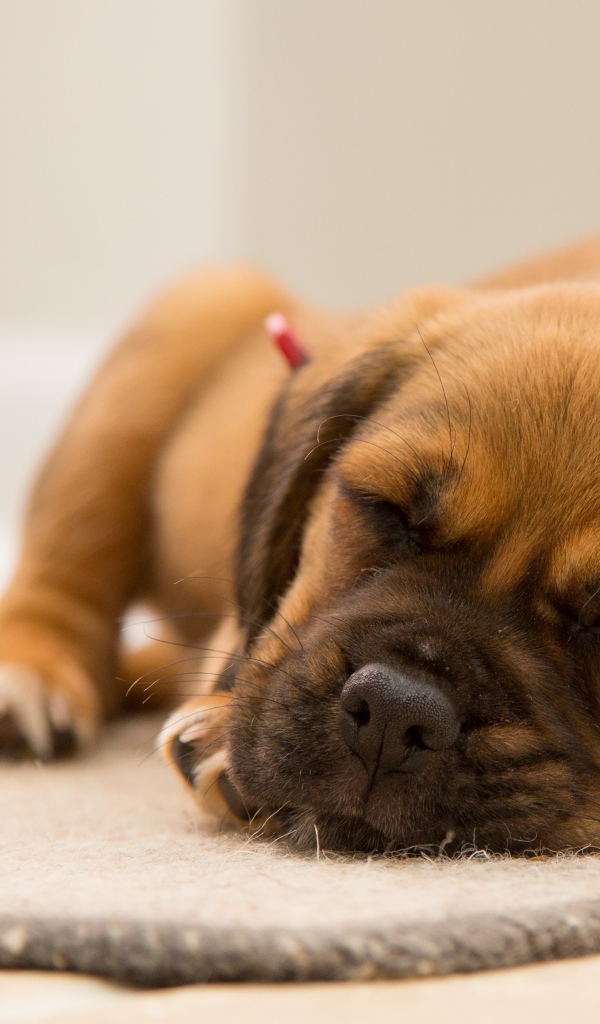 Маленький забавный спящий щенок на полу