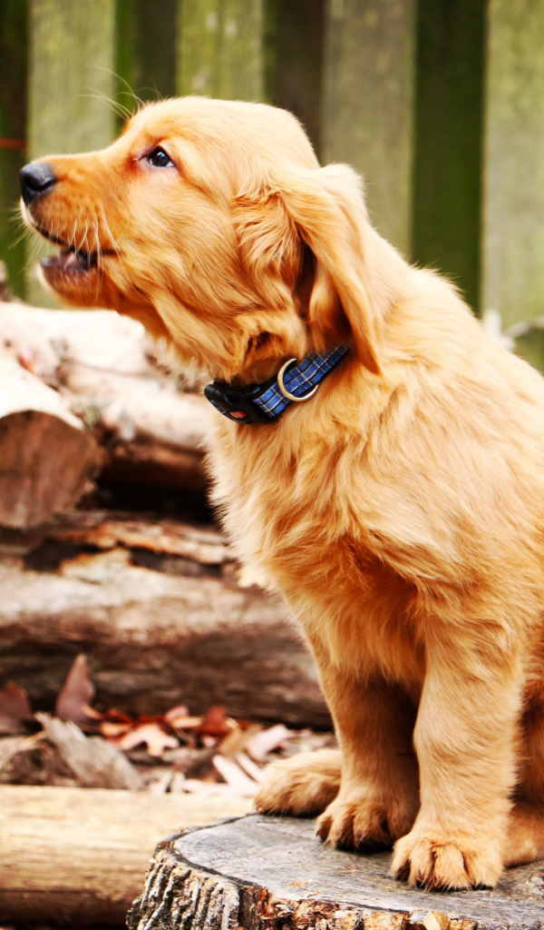 Маленький золотистый ретривер сидит на пне 