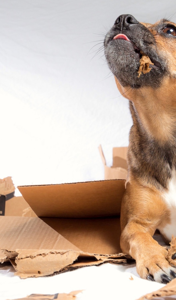 Маленький щенок грызет коробку 