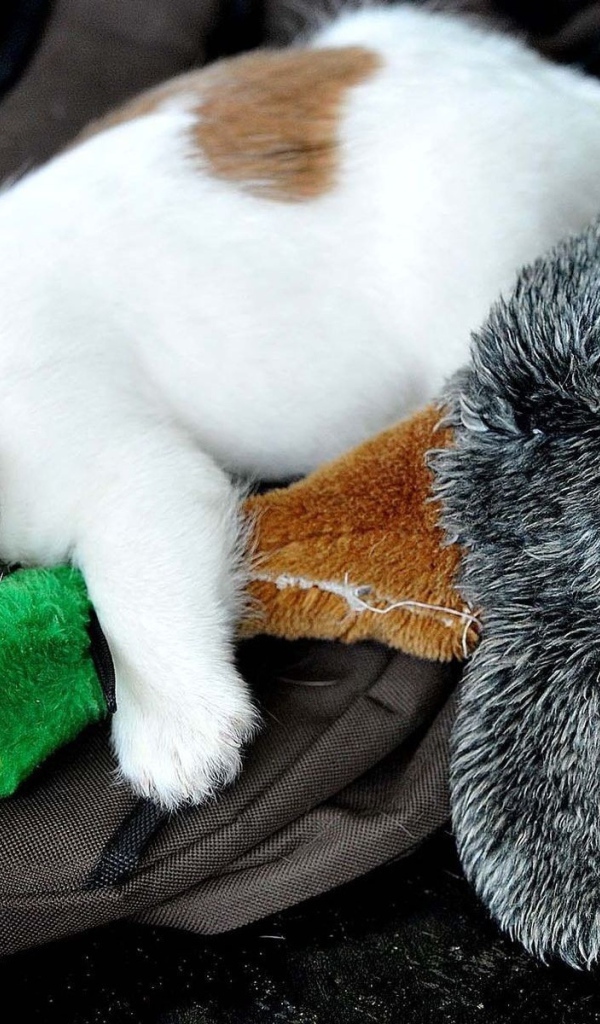 Маленький щенок спит с игрушкой