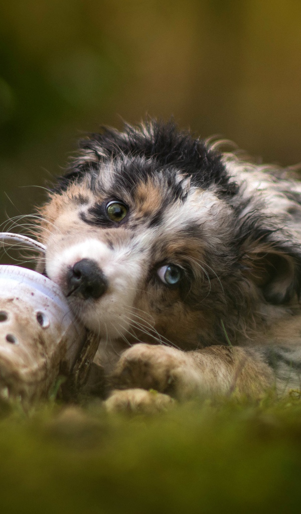 Маленький щенок австралийской овчарки грызет обувь 
