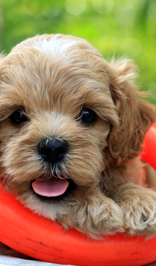 Маленький щенок со спасательным кругом