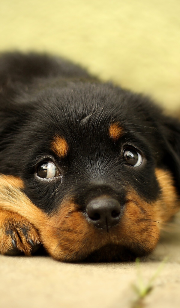Маленький грустный щенок ротвейлера