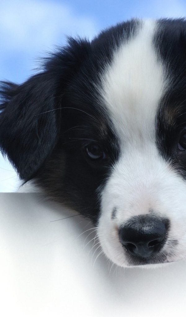 Маленький грустный щенок породы бордер колли