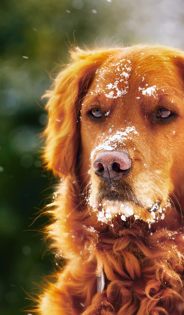 Породистая собака с мордой в снегу
