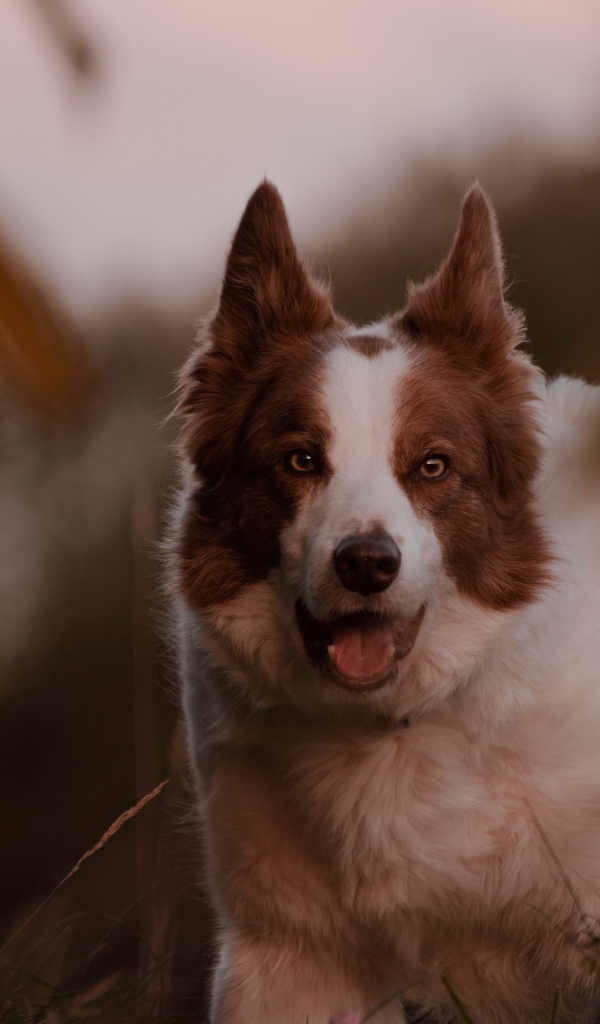 Породистая собака с открытой пастью