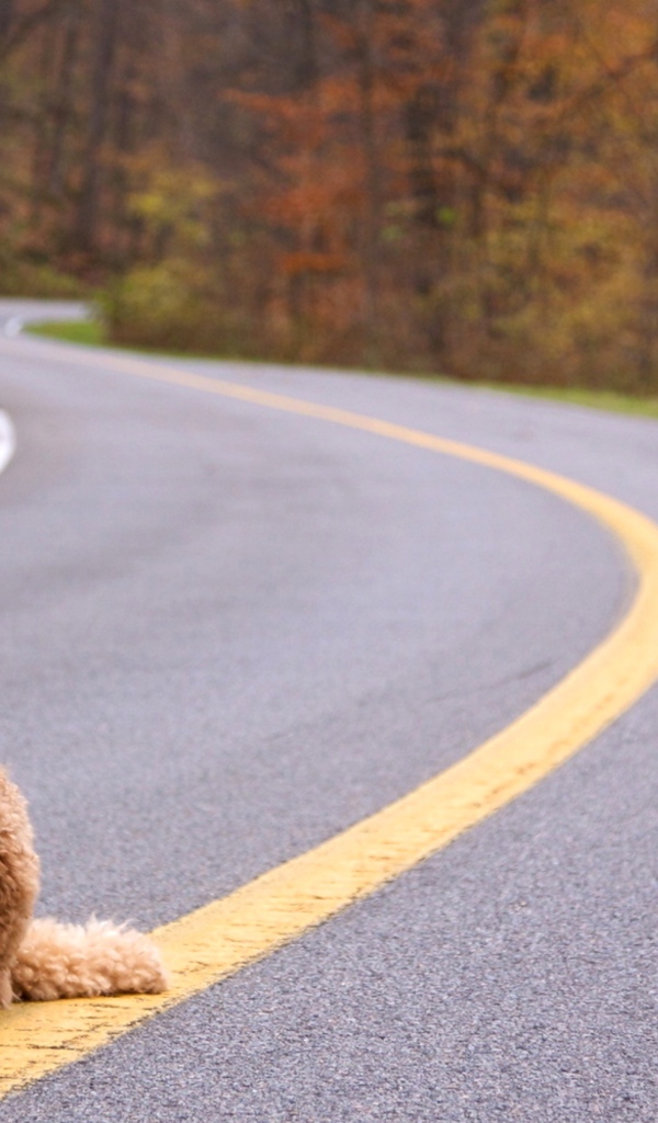 Пудель сидит на дороге