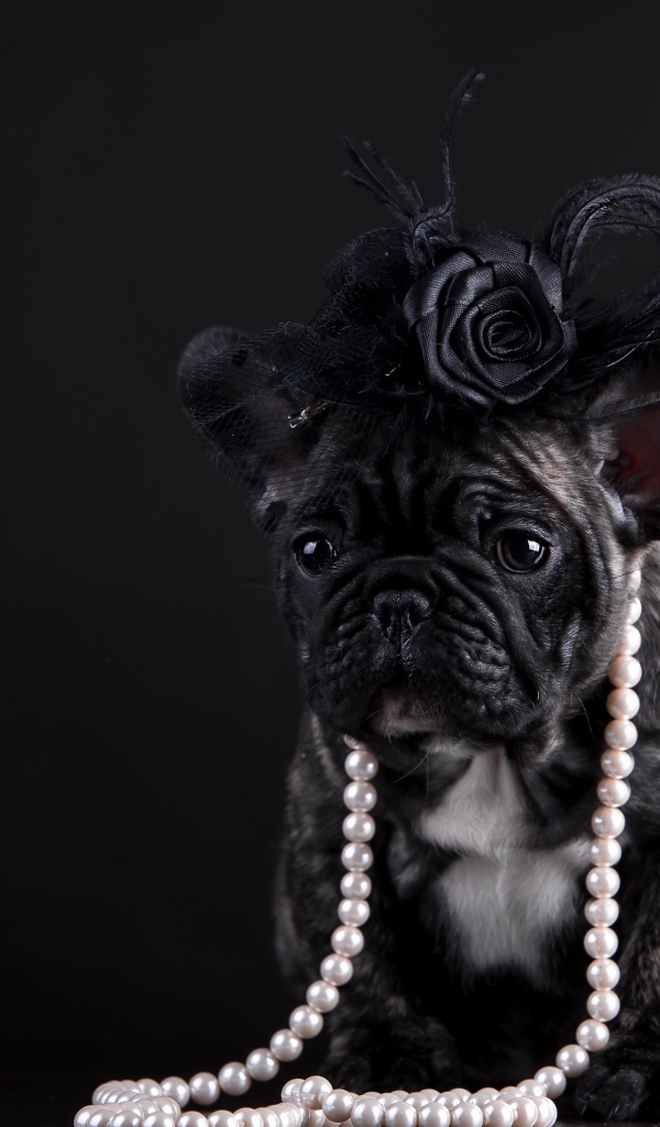 Щенок французского бульдога в бусах и шляпке