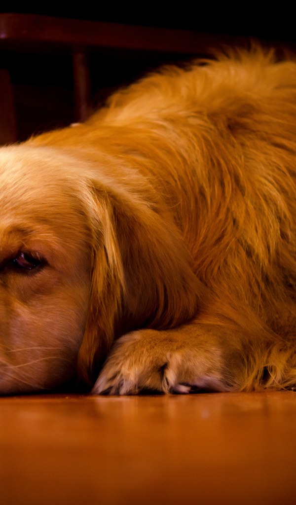 Грустный золотистый ретривер лежит под столом